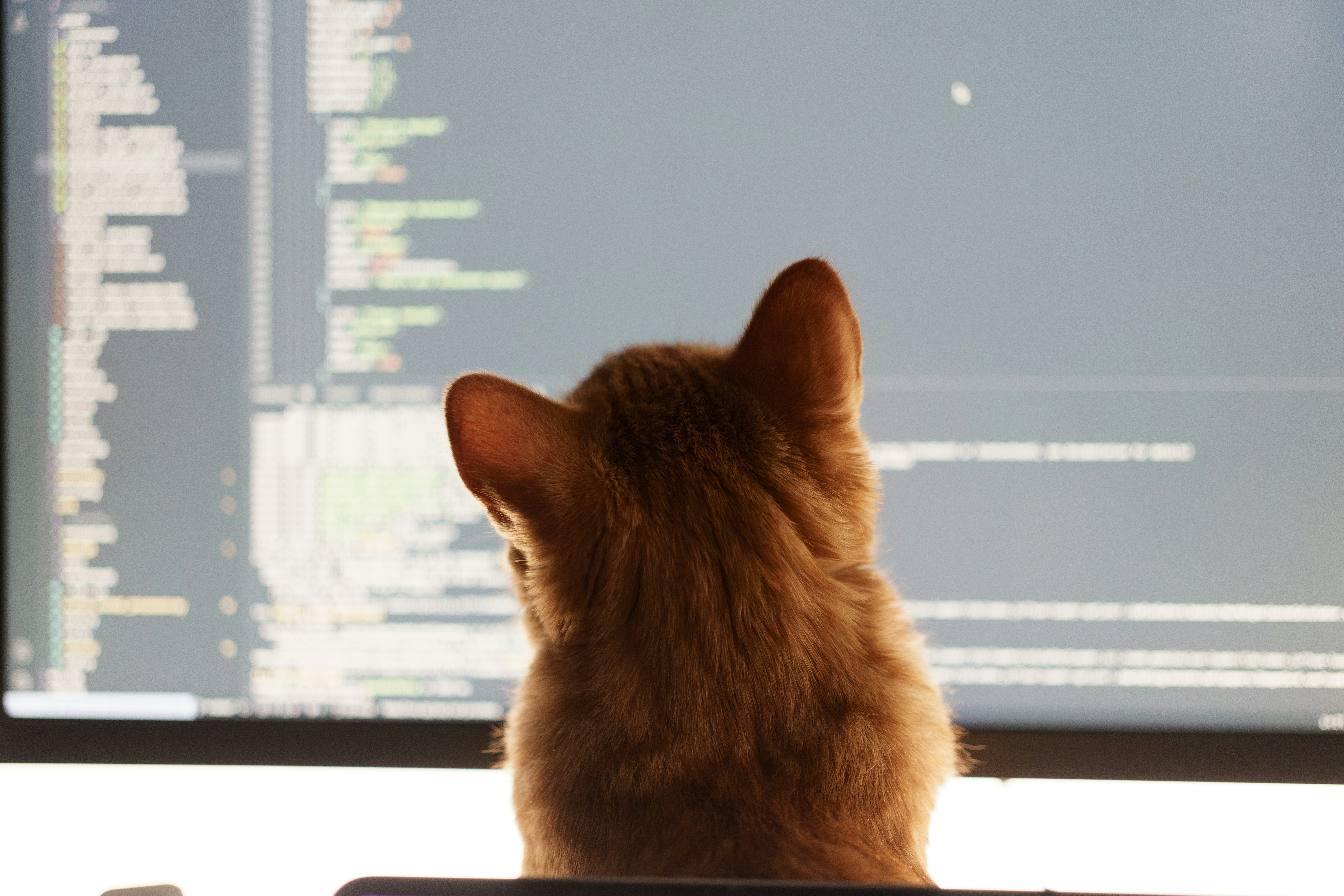 Cat sitting in front of a laptop studying code